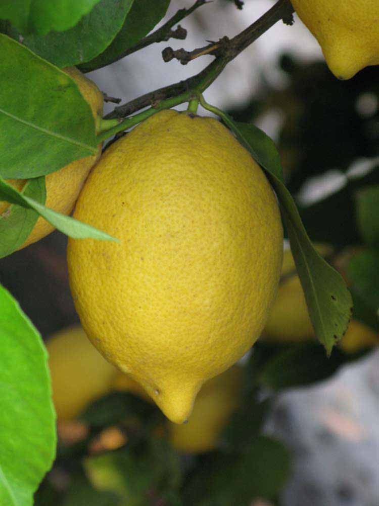            Fruit (Riverside, CA)   